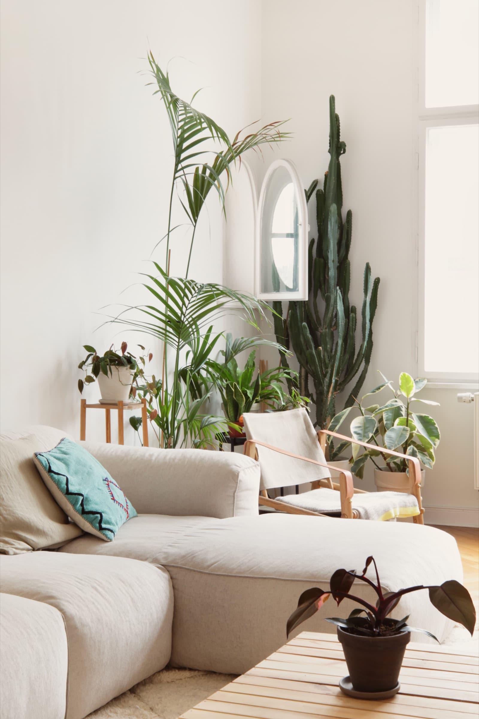 Plant-forward Ecke mit Kaktus und Bogenfenster